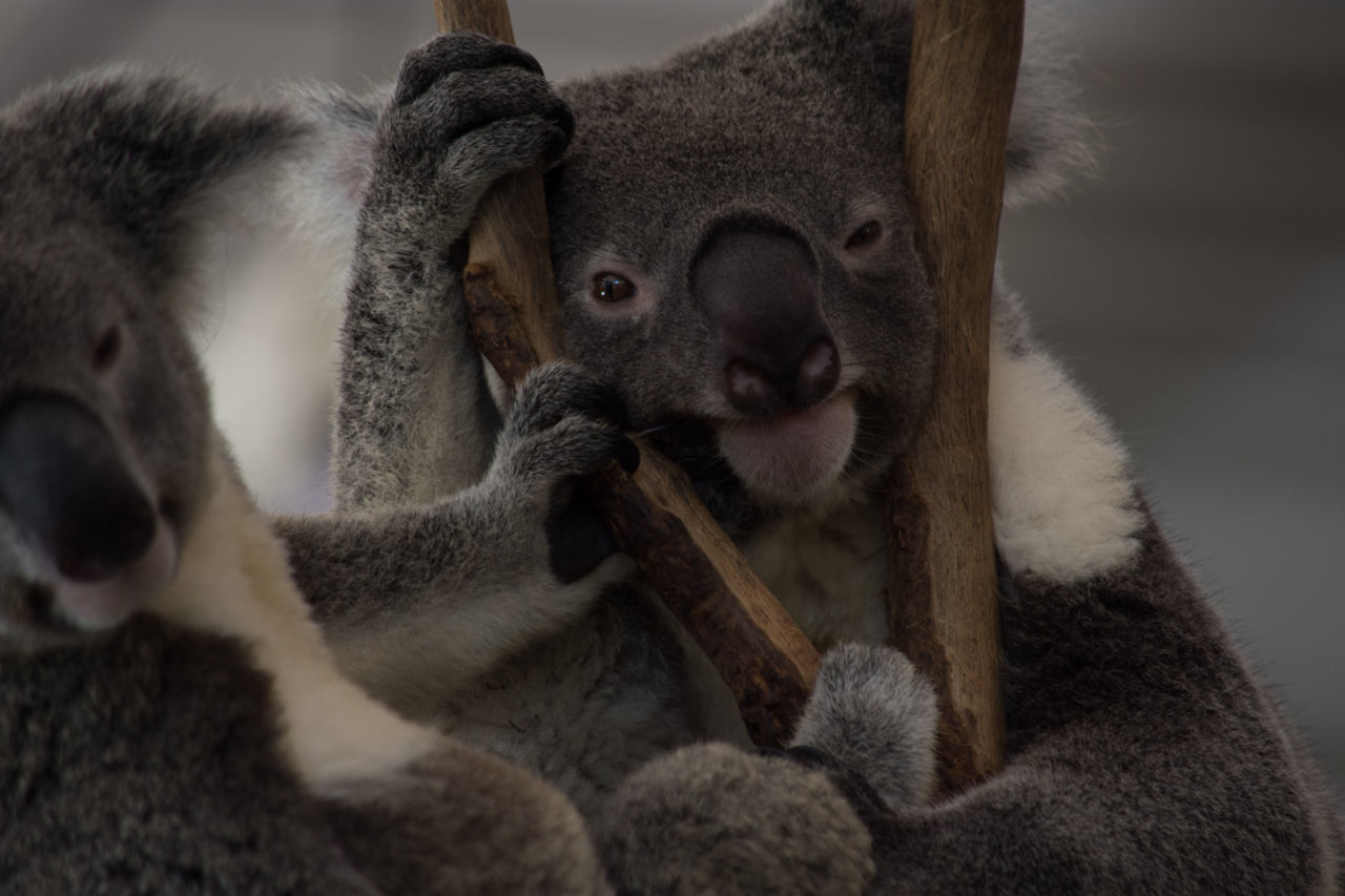 Koalas