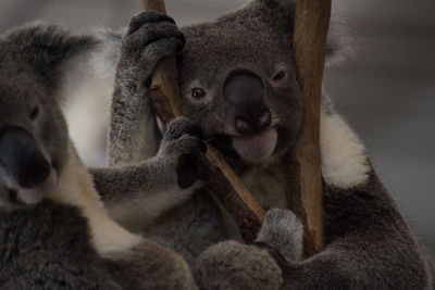 Close-up of portrait of relaxing on tree