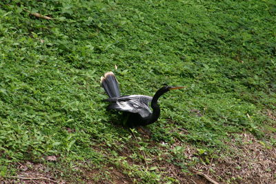 High angle view of bird on grassy field