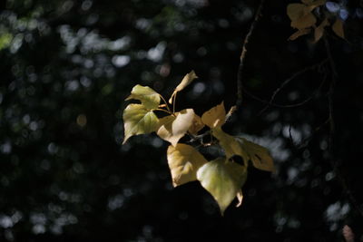 Close-up of yellow flowering plant