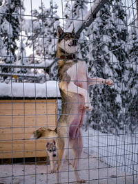 Dog on snow covered tree