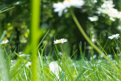 Close-up of flowers blooming outdoors