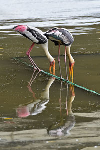 View of birds in lake