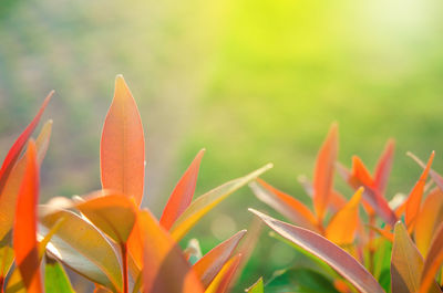 Close-up of orange flowering plant