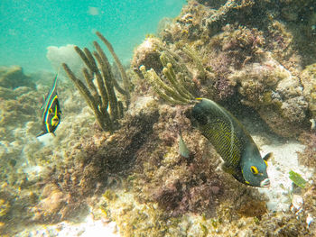 Fish swimming in sea