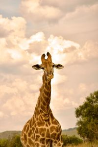 Low angle view of giraffe against sky