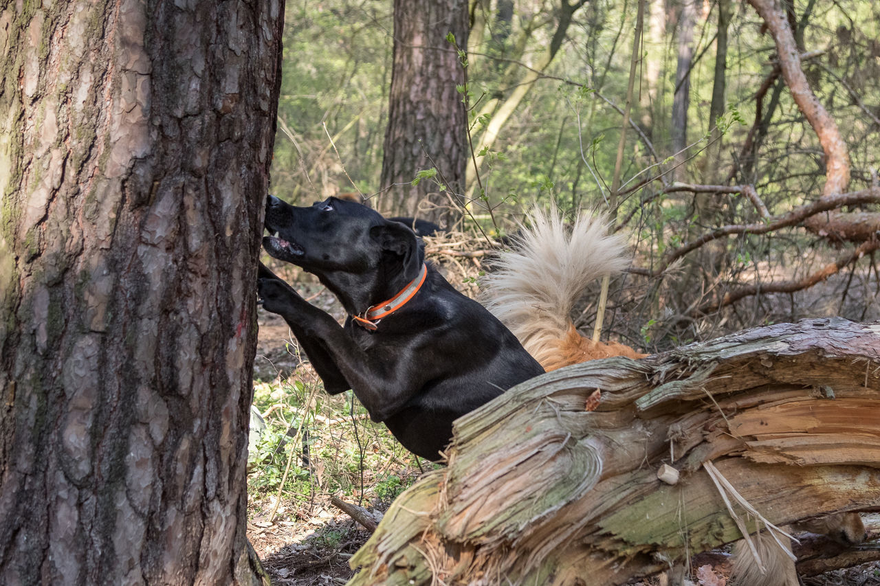 DOG IN FOREST