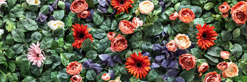 Background of spring artificial red chrysanthemums and peony roses in the garden. spring. blooming 