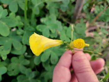 Close-up of hand holding yellow flowers