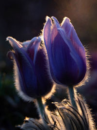 Close-up of purple flowering plant