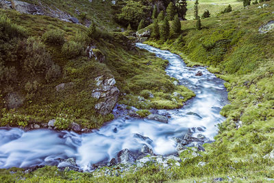 Scenic view of stream amidst trees