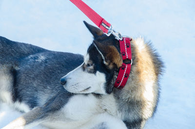 Close-up of dog on snow