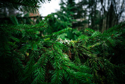 Close-up of pine tree