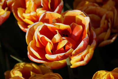 Close-up of orange rose