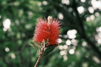 Close-up of red flower