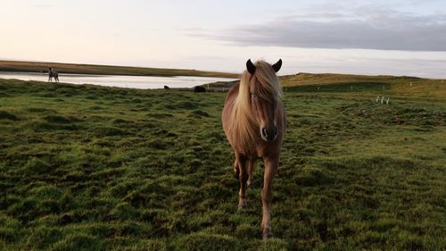 Horse standing in field