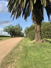 Trees growing on field against sky
