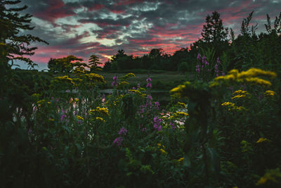 Scenic view of flowering plants and trees on field against sky