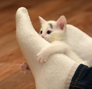 Close-up of hand holding kitten