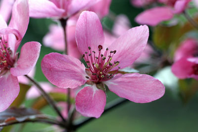 Close up of fruit flowers in the earliest springtime