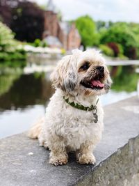 Dog looking away while sitting on retaining wall