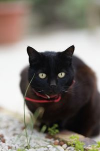 Portrait of black cat