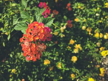 Close-up of orange flowering plant