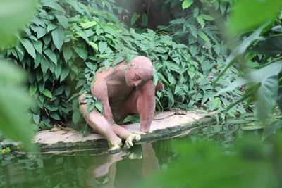 Monkey in a lake