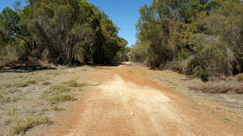 Surface level of dirt road along trees