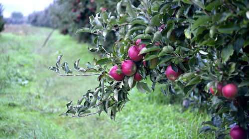 Close-up of berries growing on tree in field