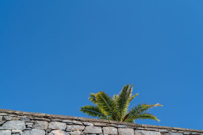 Low angle view of palm tree against clear blue sky