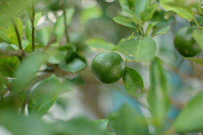 Close-up of berries growing on tree