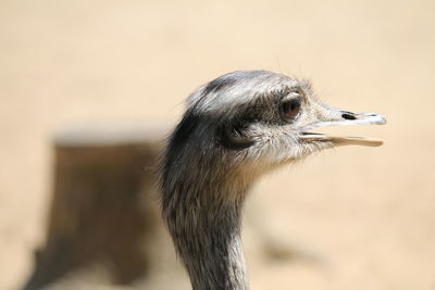 Close-up of a bird looking away