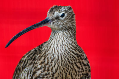 Close-up of bird