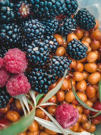 High angle view of fruits growing on plant