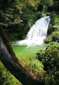 Scenic view of lush foliage
