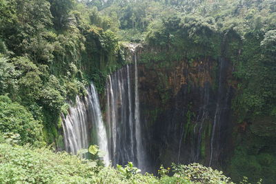 Scenic view of waterfall in forest