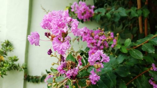 Close-up of pink flowers blooming outdoors