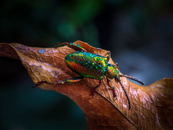 Rainbow bugs on the dried leaf