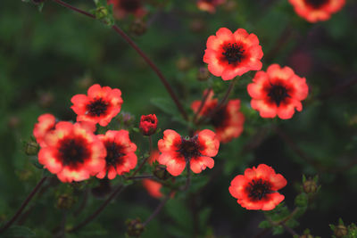 Close-up of red flowering plants on field