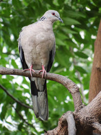 Close-up of bird perching on tree