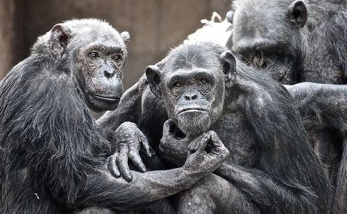 Chimpanzees in zoo