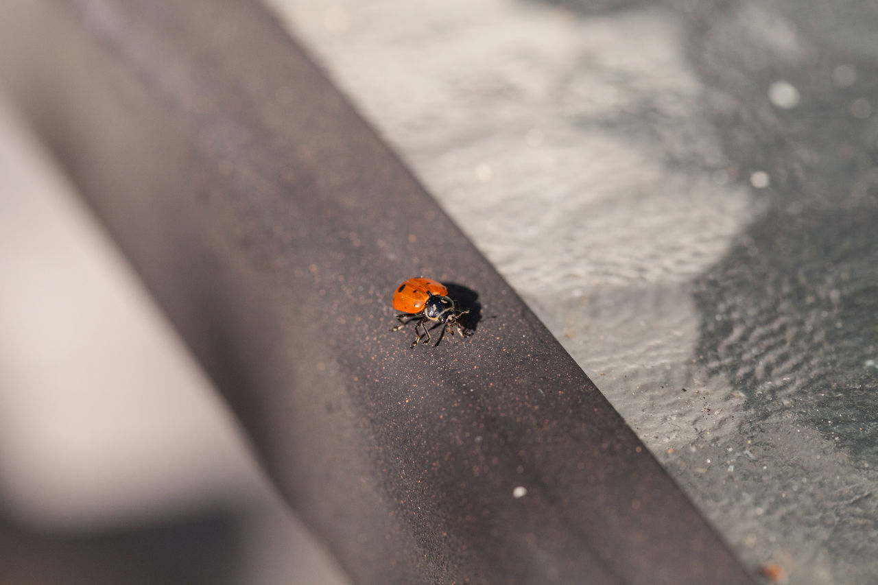 HIGH ANGLE VIEW OF LADYBUG ON LEAF