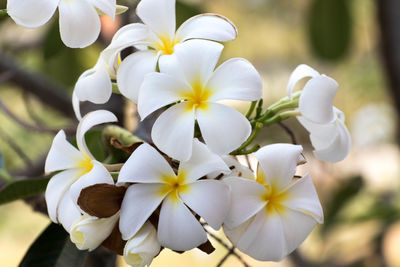 Close-up of white flowering plant