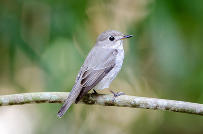 Close-up of bird perching on branch