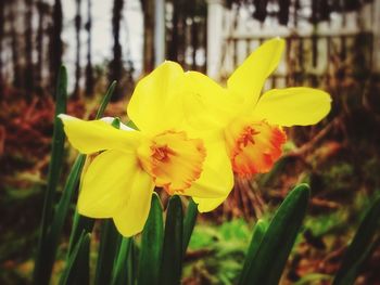 Close-up of yellow daffodil blooming outdoors