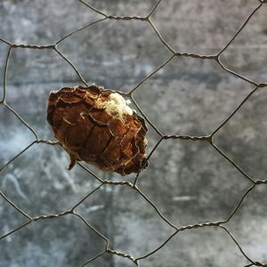 Close-up of chainlink fence