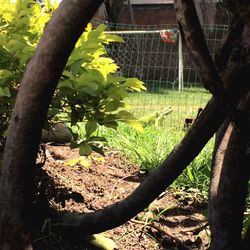Close-up of lizard on tree in field