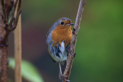 Close-up of bird perching on branch