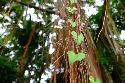 Low angle view of plants hanging on tree